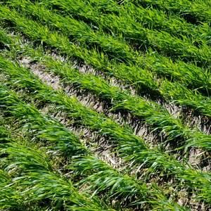 Meet your Posher, Deana